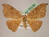  (Patalene hamulata - BC ZSM Lep 05536)  @15 [ ] CreativeCommons - Attribution Non-Commercial Share-Alike (2010) Unspecified SNSB, Zoologische Staatssammlung Muenchen