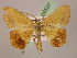  ( - BC ZSM Lep 05537)  @11 [ ] CreativeCommons - Attribution Non-Commercial Share-Alike (2010) Unspecified SNSB, Zoologische Staatssammlung Muenchen