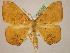  (Patalene nutriaria - BC ZSM Lep 05538)  @14 [ ] CreativeCommons - Attribution Non-Commercial Share-Alike (2010) Unspecified SNSB, Zoologische Staatssammlung Muenchen