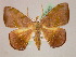  (Patalene trogonariaAH01 - BC ZSM Lep 05540)  @14 [ ] CreativeCommons - Attribution Non-Commercial Share-Alike (2010) Unspecified SNSB, Zoologische Staatssammlung Muenchen