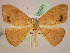  ( - BC ZSM Lep 05541)  @14 [ ] CreativeCommons - Attribution Non-Commercial Share-Alike (2010) Unspecified SNSB, Zoologische Staatssammlung Muenchen