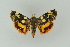  ( - BC ZSM Lep 15479)  @13 [ ] CreativeCommons - Attribution Non-Commercial Share-Alike (2010) Unspecified SNSB, Zoologische Staatssammlung Muenchen