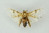  (Hypercompe nr. cunigunda - BC ZSM Lep 15517)  @14 [ ] CreativeCommons - Attribution Non-Commercial Share-Alike (2010) Unspecified SNSB, Zoologische Staatssammlung Muenchen
