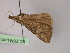  ( - BC ZSM Lep 22024)  @13 [ ] CreativeCommons - Attribution Non-Commercial Share-Alike (2010) Unspecified SNSB, Zoologische Staatssammlung Muenchen