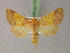  ( - BC ZSM Lep 22033)  @14 [ ] CreativeCommons - Attribution Non-Commercial Share-Alike (2010) Unspecified SNSB, Zoologische Staatssammlung Muenchen