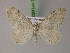 ( - BC ZSM Lep 22057)  @14 [ ] CreativeCommons - Attribution Non-Commercial Share-Alike (2010) Unspecified SNSB, Zoologische Staatssammlung Muenchen