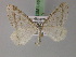 ( - BC ZSM Lep 22060)  @14 [ ] CreativeCommons - Attribution Non-Commercial Share-Alike (2010) Unspecified SNSB, Zoologische Staatssammlung Muenchen