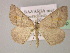  ( - BC ZSM Lep 22289)  @13 [ ] CreativeCommons - Attribution Non-Commercial Share-Alike (2010) Unspecified SNSB, Zoologische Staatssammlung Muenchen