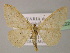  ( - BC ZSM Lep 22290)  @14 [ ] CreativeCommons - Attribution Non-Commercial Share-Alike (2010) Unspecified SNSB, Zoologische Staatssammlung Muenchen