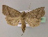  ( - BC ZSM Lep 22301)  @14 [ ] CreativeCommons - Attribution Non-Commercial Share-Alike (2010) Unspecified SNSB, Zoologische Staatssammlung Muenchen