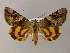  ( - BC ZSM Lep 22308)  @14 [ ] CreativeCommons - Attribution Non-Commercial Share-Alike (2010) Unspecified SNSB, Zoologische Staatssammlung Muenchen