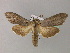  ( - BC ZSM Lep 22309)  @14 [ ] CreativeCommons - Attribution Non-Commercial Share-Alike (2010) Unspecified SNSB, Zoologische Staatssammlung Muenchen