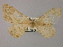  (Gnophosema palumba - BC ZSM Lep 22759)  @13 [ ] CreativeCommons - Attribution Non-Commercial Share-Alike (2010) Unspecified SNSB, Zoologische Staatssammlung Muenchen