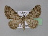  ( - BC ZSM Lep 22771)  @13 [ ] Copyright (2010) Unspecified SNSB, Zoologische Staatssammlung Muenchen