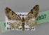  ( - BC ZSM Lep 22837)  @13 [ ] Copyright (2010) Unspecified SNSB, Zoologische Staatssammlung Muenchen