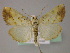  ( - BC ZSM Lep 22937)  @13 [ ] Copyright (2010) Unspecified SNSB, Zoologische Staatssammlung Muenchen