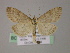  ( - BC ZSM Lep 22943)  @13 [ ] Copyright (2010) Unspecified SNSB, Zoologische Staatssammlung Muenchen
