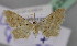  (Idaea lobariaAH01 - BC ZSM Lep 23663)  @11 [ ] CreativeCommons - Attribution Non-Commercial Share-Alike (2010) Unspecified SNSB, Zoologische Staatssammlung Muenchen