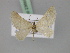  (Lithostege turkmenica - BC ZSM Lep 23668)  @11 [ ] CreativeCommons - Attribution Non-Commercial Share-Alike (2010) Unspecified SNSB, Zoologische Staatssammlung Muenchen