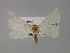  ( - BC ZSM Lep 23693)  @12 [ ] CreativeCommons - Attribution Non-Commercial Share-Alike (2010) Unspecified SNSB, Zoologische Staatssammlung Muenchen