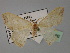  ( - BC ZSM Lep 23696)  @11 [ ] CreativeCommons - Attribution Non-Commercial Share-Alike (2010) Unspecified SNSB, Zoologische Staatssammlung Muenchen
