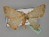  ( - BC ZSM Lep 23697)  @11 [ ] CreativeCommons - Attribution Non-Commercial Share-Alike (2010) Unspecified SNSB, Zoologische Staatssammlung Muenchen
