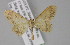  (Idaea hathor - BC ZSM Lep 23701)  @14 [ ] CreativeCommons - Attribution Non-Commercial Share-Alike (2010) Unspecified SNSB, Zoologische Staatssammlung Muenchen