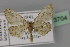  (Idaea saida - BC ZSM Lep 23704)  @13 [ ] CreativeCommons - Attribution Non-Commercial Share-Alike (2010) Unspecified SNSB, Zoologische Staatssammlung Muenchen