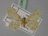  ( - BC ZSM Lep 23804)  @13 [ ] CreativeCommons - Attribution Non-Commercial Share-Alike (2010) Unspecified SNSB, Zoologische Staatssammlung Muenchen