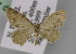  ( - BC ZSM Lep 23821)  @13 [ ] CreativeCommons - Attribution Non-Commercial Share-Alike (2010) Unspecified SNSB, Zoologische Staatssammlung Muenchen
