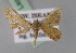  (Idaea stefani - BC ZSM Lep 23826)  @13 [ ] CreativeCommons - Attribution Non-Commercial Share-Alike (2010) Unspecified SNSB, Zoologische Staatssammlung Muenchen