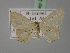  ( - BC ZSM Lep 23830)  @13 [ ] CreativeCommons - Attribution Non-Commercial Share-Alike (2010) Unspecified SNSB, Zoologische Staatssammlung Muenchen