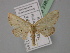  ( - BC ZSM Lep 23833)  @12 [ ] CreativeCommons - Attribution Non-Commercial Share-Alike (2010) Unspecified SNSB, Zoologische Staatssammlung Muenchen