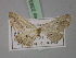  ( - BC ZSM Lep 23834)  @12 [ ] CreativeCommons - Attribution Non-Commercial Share-Alike (2010) Unspecified SNSB, Zoologische Staatssammlung Muenchen
