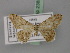  ( - BC ZSM Lep 23835)  @13 [ ] CreativeCommons - Attribution Non-Commercial Share-Alike (2010) Unspecified SNSB, Zoologische Staatssammlung Muenchen