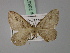  ( - BC ZSM Lep 23857)  @12 [ ] CreativeCommons - Attribution Non-Commercial Share-Alike (2010) Unspecified SNSB, Zoologische Staatssammlung Muenchen