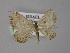  ( - BC ZSM Lep 23858)  @12 [ ] CreativeCommons - Attribution Non-Commercial Share-Alike (2010) Unspecified SNSB, Zoologische Staatssammlung Muenchen