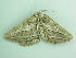  ( - BC ZSM Lep 90473)  @13 [ ] CreativeCommons - Attribution Non-Commercial Share-Alike (2016) Axel Hausmann/Bavarian State Collection of Zoology (ZSM) SNSB, Zoologische Staatssammlung Muenchen