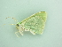  ( - BC ZSM Lep 90478)  @13 [ ] CreativeCommons - Attribution Non-Commercial Share-Alike (2016) Axel Hausmann/Bavarian State Collection of Zoology (ZSM) SNSB, Zoologische Staatssammlung Muenchen