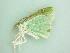  ( - BC ZSM Lep 90502)  @11 [ ] CreativeCommons - Attribution Non-Commercial Share-Alike (2016) Axel Hausmann/Bavarian State Collection of Zoology (ZSM) SNSB, Zoologische Staatssammlung Muenchen