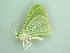  ( - BC ZSM Lep 90507)  @13 [ ] CreativeCommons - Attribution Non-Commercial Share-Alike (2016) Axel Hausmann/Bavarian State Collection of Zoology (ZSM) SNSB, Zoologische Staatssammlung Muenchen