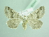  ( - BC ZSM Lep 90544)  @13 [ ] CreativeCommons - Attribution Non-Commercial Share-Alike (2016) Axel Hausmann/Bavarian State Collection of Zoology (ZSM) SNSB, Zoologische Staatssammlung Muenchen