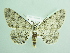 ( - BC ZSM Lep 90547)  @14 [ ] CreativeCommons - Attribution Non-Commercial Share-Alike (2016) Axel Hausmann/Bavarian State Collection of Zoology (ZSM) SNSB, Zoologische Staatssammlung Muenchen