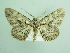  ( - BC ZSM Lep 90548)  @13 [ ] CreativeCommons - Attribution Non-Commercial Share-Alike (2016) Axel Hausmann/Bavarian State Collection of Zoology (ZSM) SNSB, Zoologische Staatssammlung Muenchen