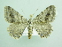  ( - BC ZSM Lep 90551)  @14 [ ] CreativeCommons - Attribution Non-Commercial Share-Alike (2016) Axel Hausmann/Bavarian State Collection of Zoology (ZSM) SNSB, Zoologische Staatssammlung Muenchen