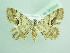  ( - BC ZSM Lep 90554)  @13 [ ] CreativeCommons - Attribution Non-Commercial Share-Alike (2016) Axel Hausmann/Bavarian State Collection of Zoology (ZSM) SNSB, Zoologische Staatssammlung Muenchen