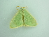  ( - BC ZSM Lep 90572)  @12 [ ] CreativeCommons - Attribution Non-Commercial Share-Alike (2016) Axel Hausmann/Bavarian State Collection of Zoology (ZSM) SNSB, Zoologische Staatssammlung Muenchen