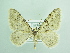  ( - BC ZSM Lep 90598)  @14 [ ] CreativeCommons - Attribution Non-Commercial Share-Alike (2016) Axel Hausmann/Bavarian State Collection of Zoology (ZSM) SNSB, Zoologische Staatssammlung Muenchen
