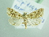  ( - BC ZSM Lep 90610)  @12 [ ] CreativeCommons - Attribution Non-Commercial Share-Alike (2016) Axel Hausmann/Bavarian State Collection of Zoology (ZSM) SNSB, Zoologische Staatssammlung Muenchen