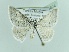  (Pseudoterpna coronillaria cinerascens - BC ZSM Lep 90624)  @13 [ ] CreativeCommons - Attribution Non-Commercial Share-Alike (2016) Axel Hausmann/Bavarian State Collection of Zoology (ZSM) SNSB, Zoologische Staatssammlung Muenchen